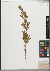 Foto von Salix purpurea L.